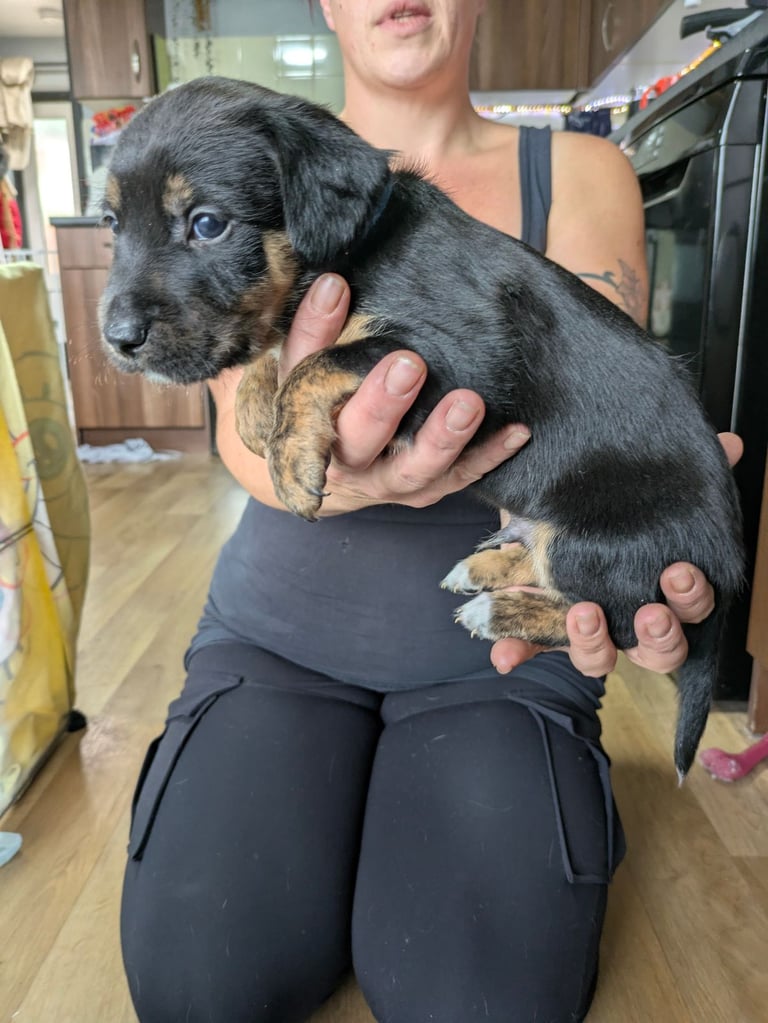 8 Springer, jack X staffy,whippet,saluki,bull greyhound puppies 