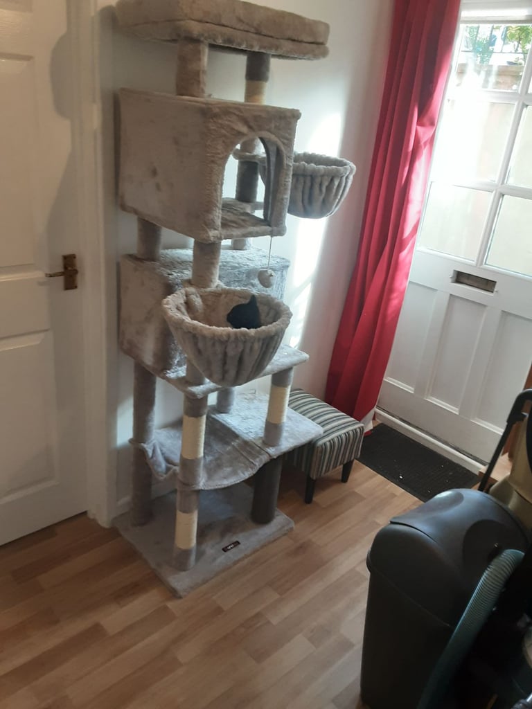 Pretty Tuxedo Kitten Looking For Love