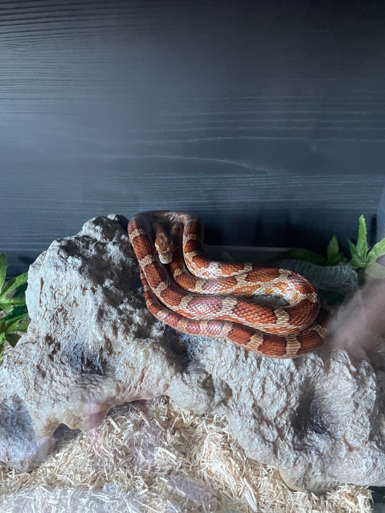 Corn Snake
