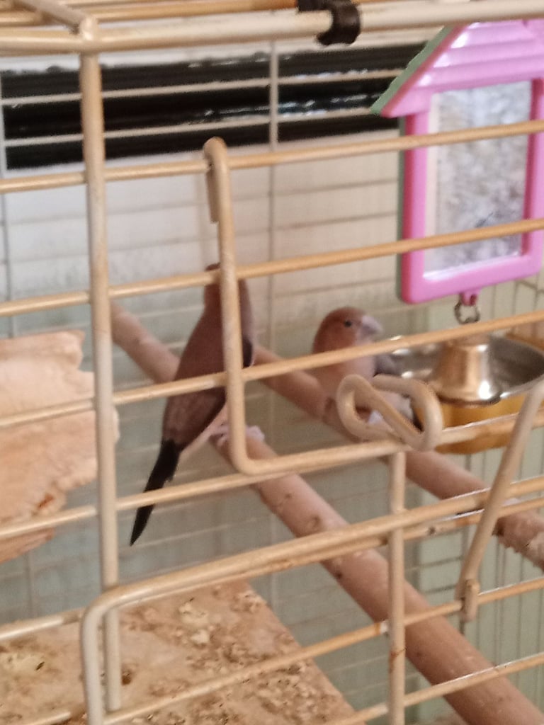 2 breeding finches for sale 