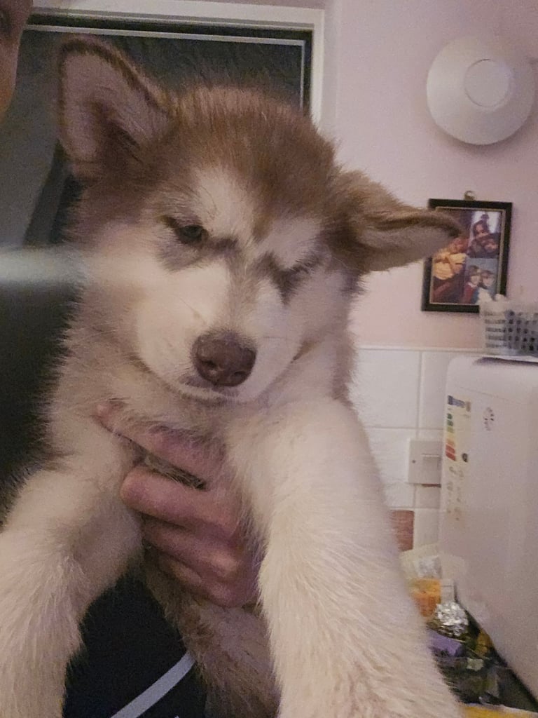 2 alaskan malamute girls ready to go now!!
