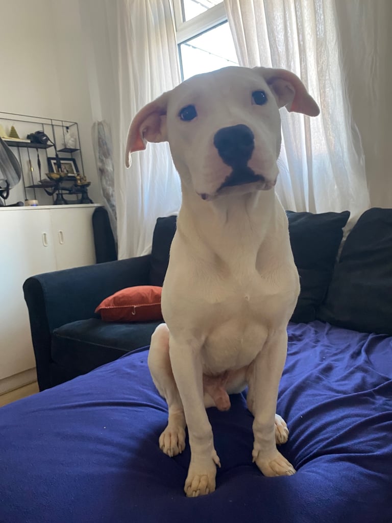 6months American bulldog 