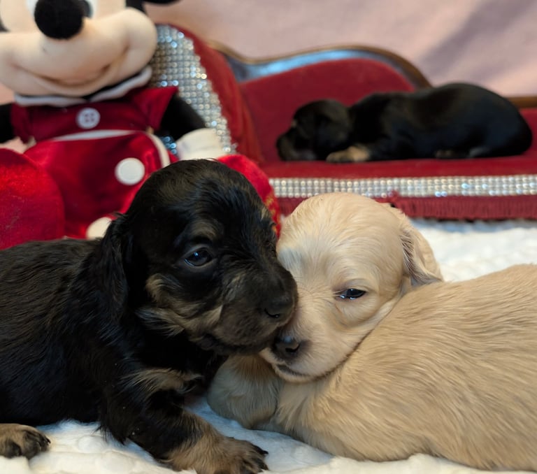 Hi, I’m a long-haired Mini pup! 💕 Rare creams & black & tans — will you be my new mummy or daddy?