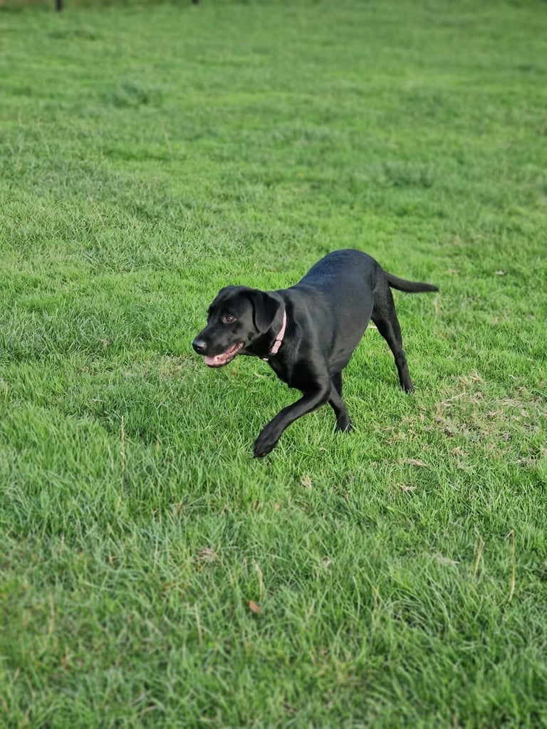 BEAUTIFUL LABRADOR FOR SALE !!