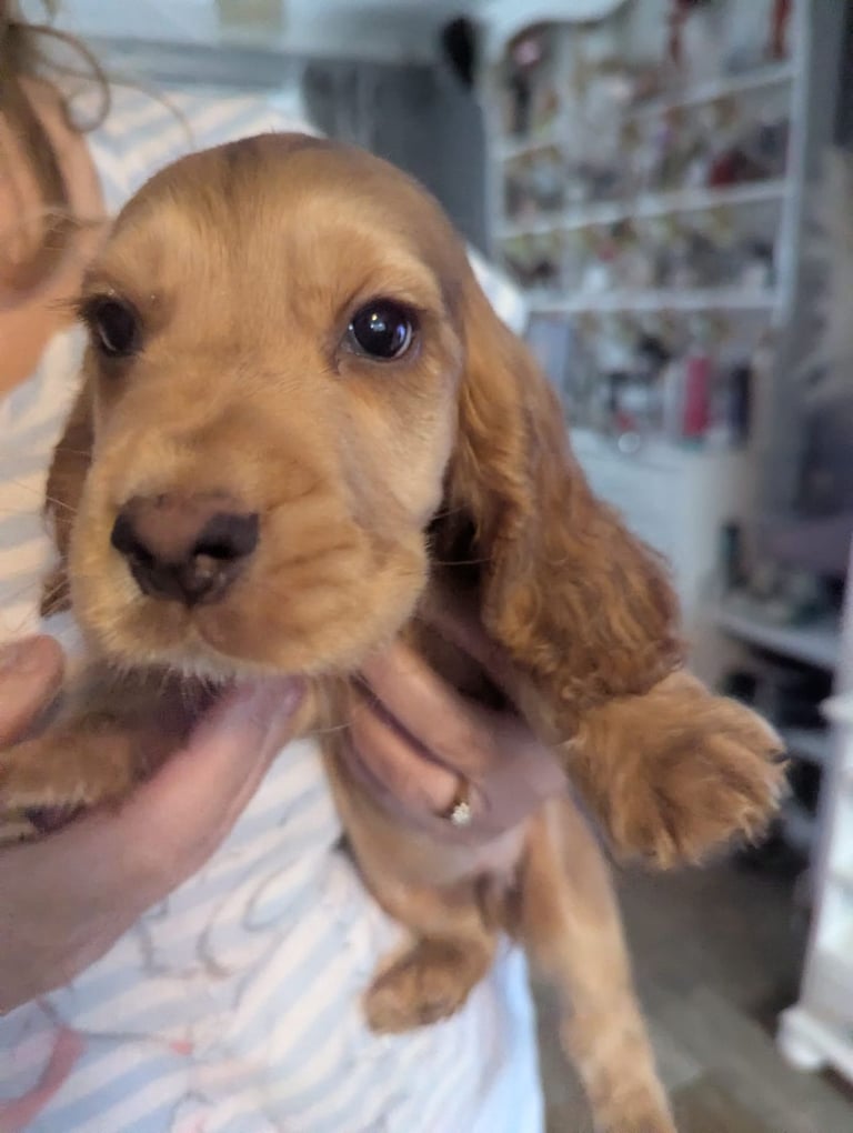 × Ready Now × Beautifull Cocker Spaniel Pups 