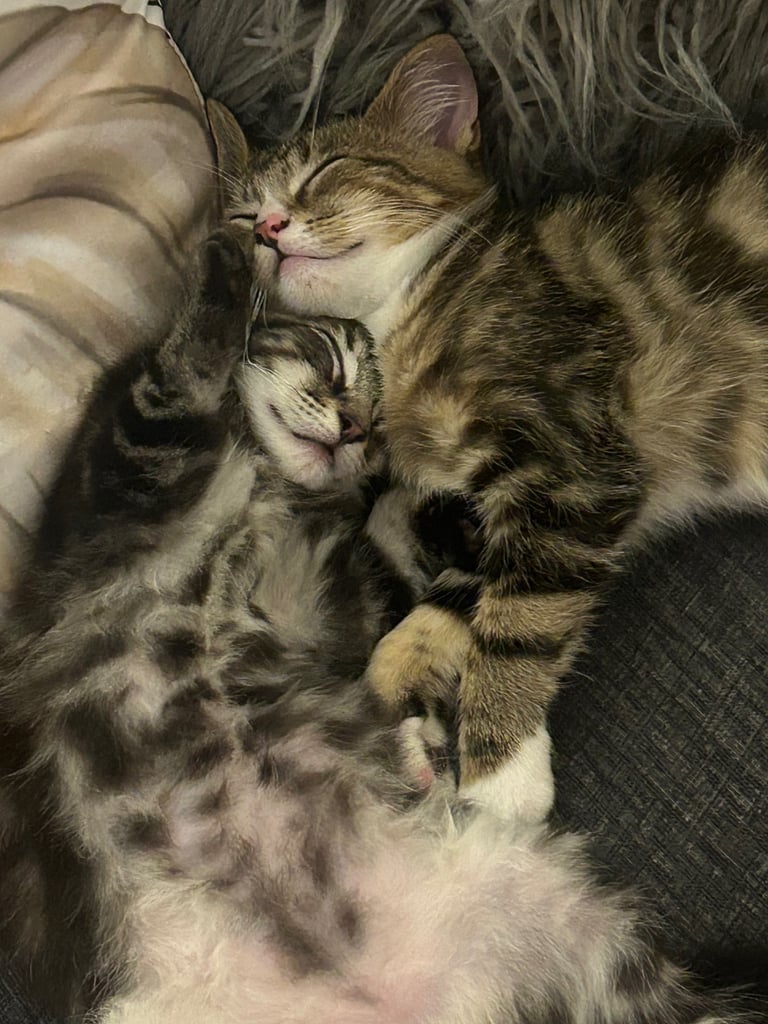 2 tabby little brother kittens must stay together ❤️