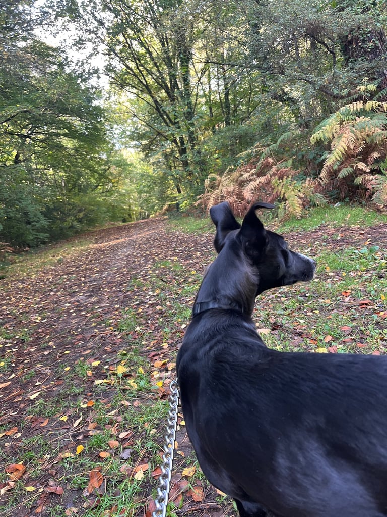 Lurcher/saluki pup