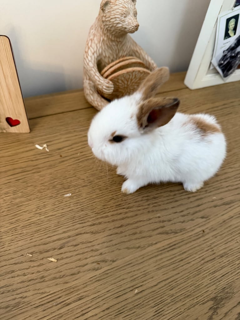 Mini lop rabbits