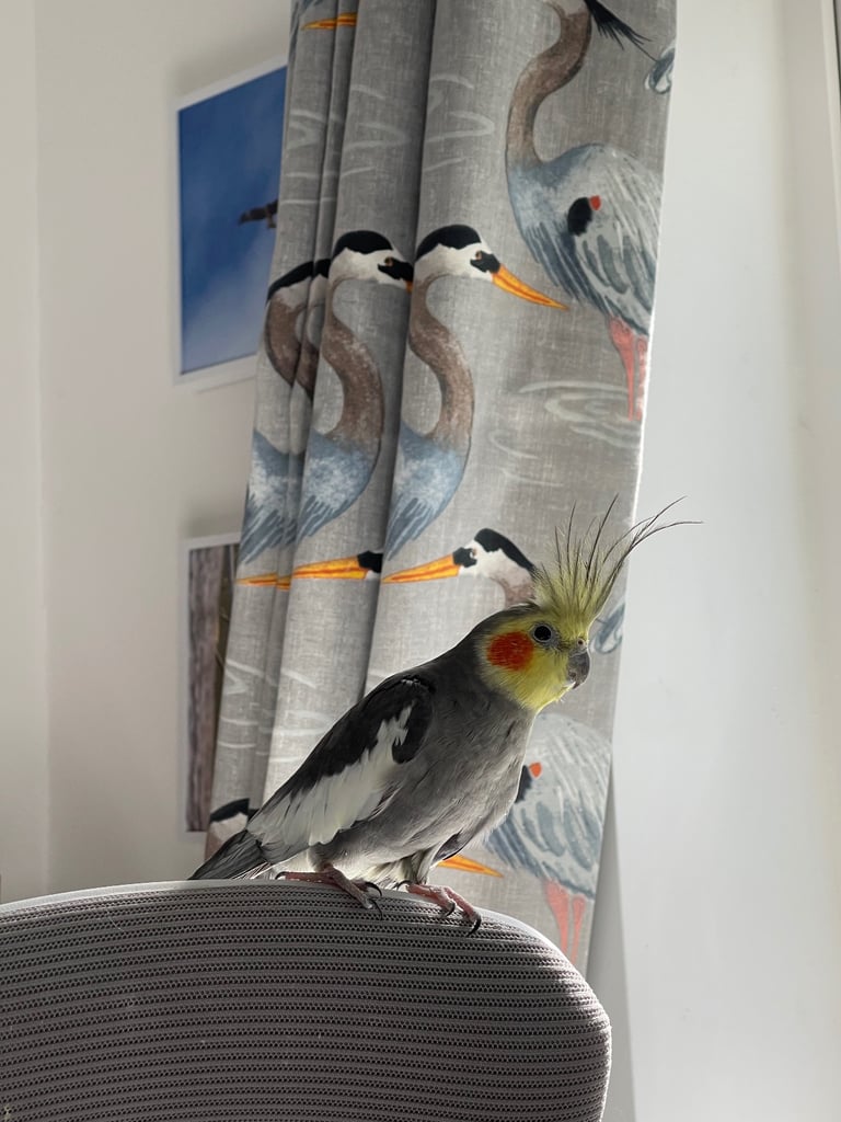 Cockatiel and cage 