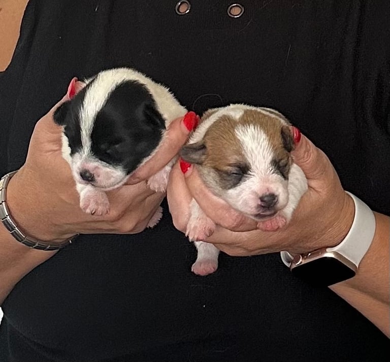 image for 	“Adorable Maltipoo Puppies Looking for Loving Homes!