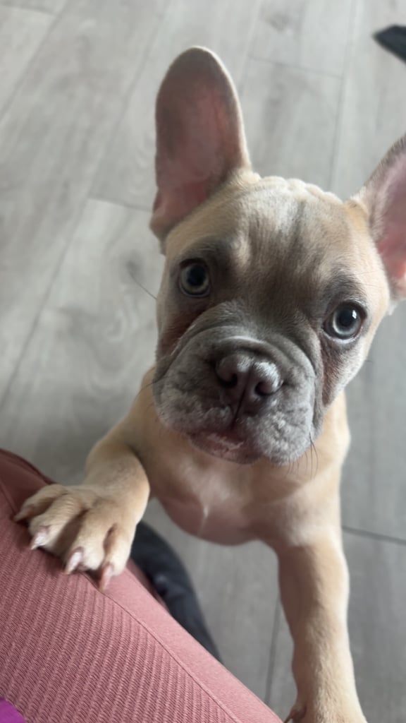4 month old French bulldog boy