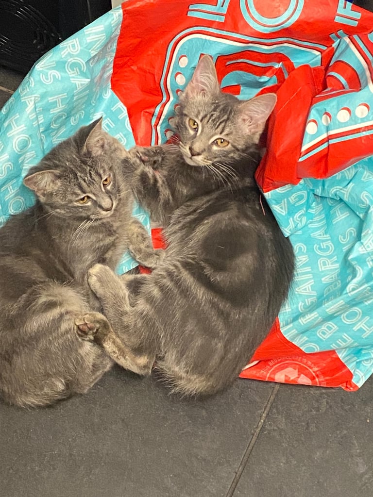 REHOME Twin Brothers - Grey British Shorthair Kittens 