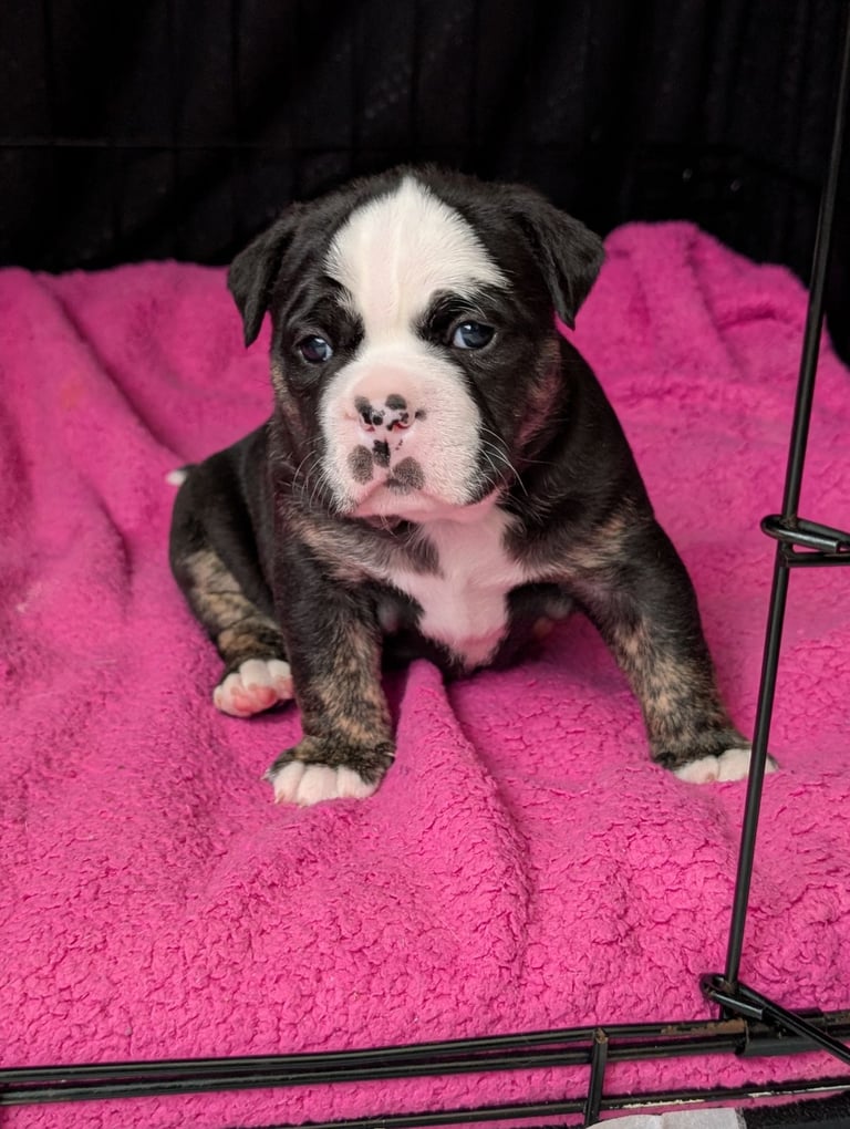 Olde tyme bulldog pups 