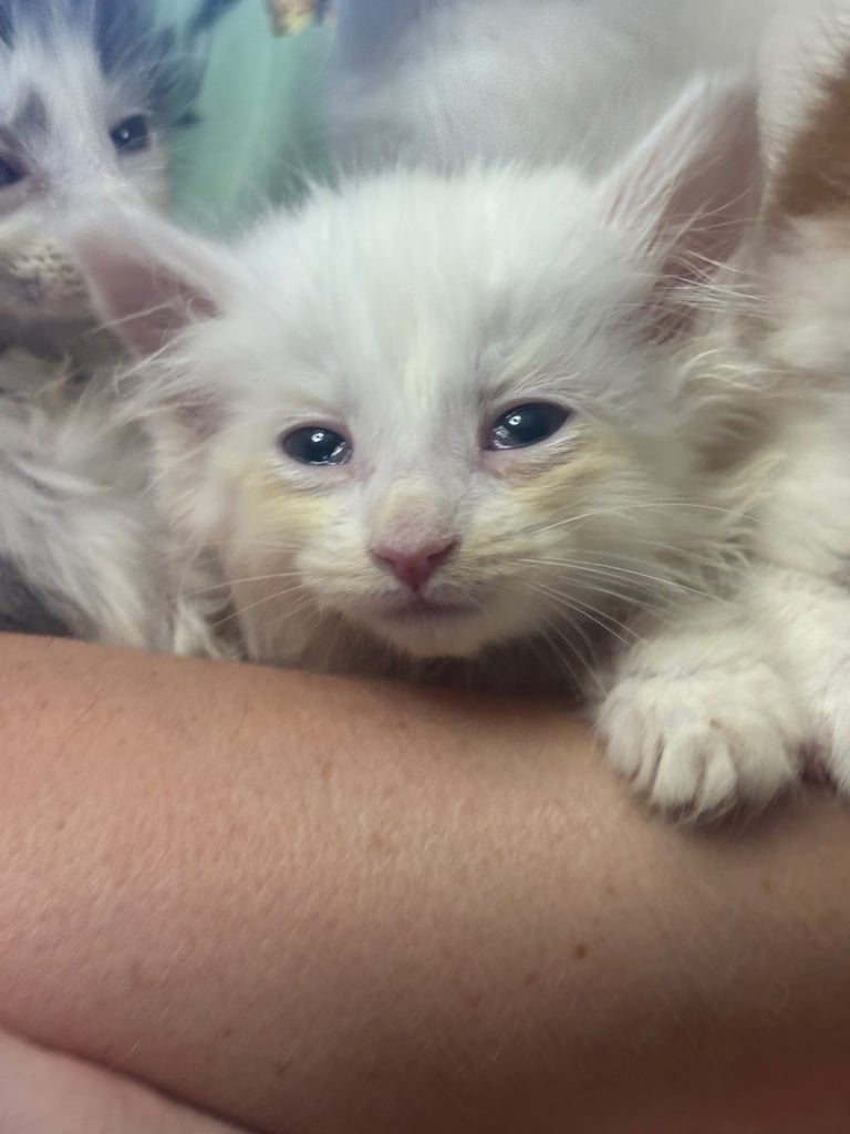 Maine coon / Turkish angora