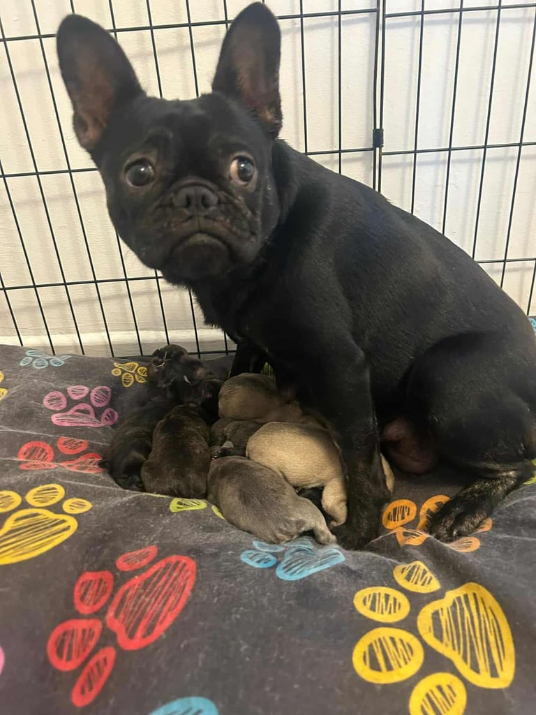 French bull dog puppies