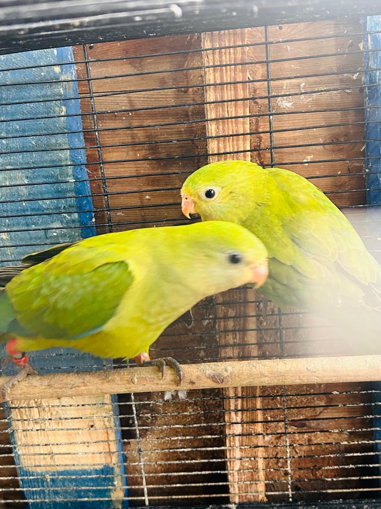 Various budgies for sale 
