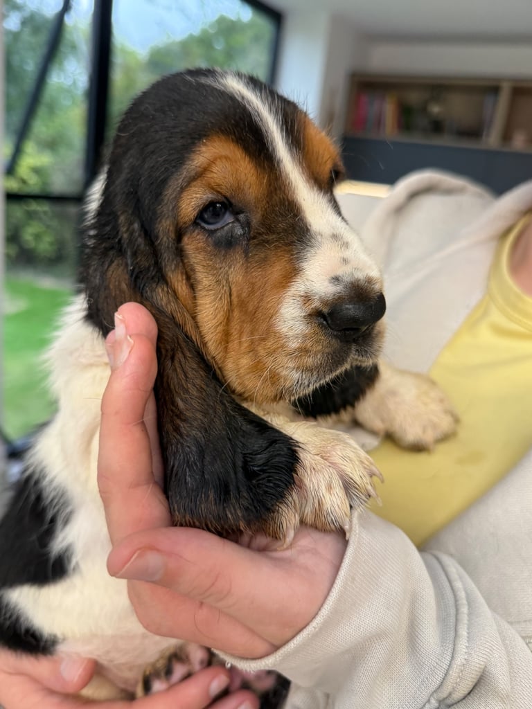 Chunky Bassett Hound Puppies 