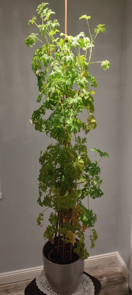 Indoor Citronella plant