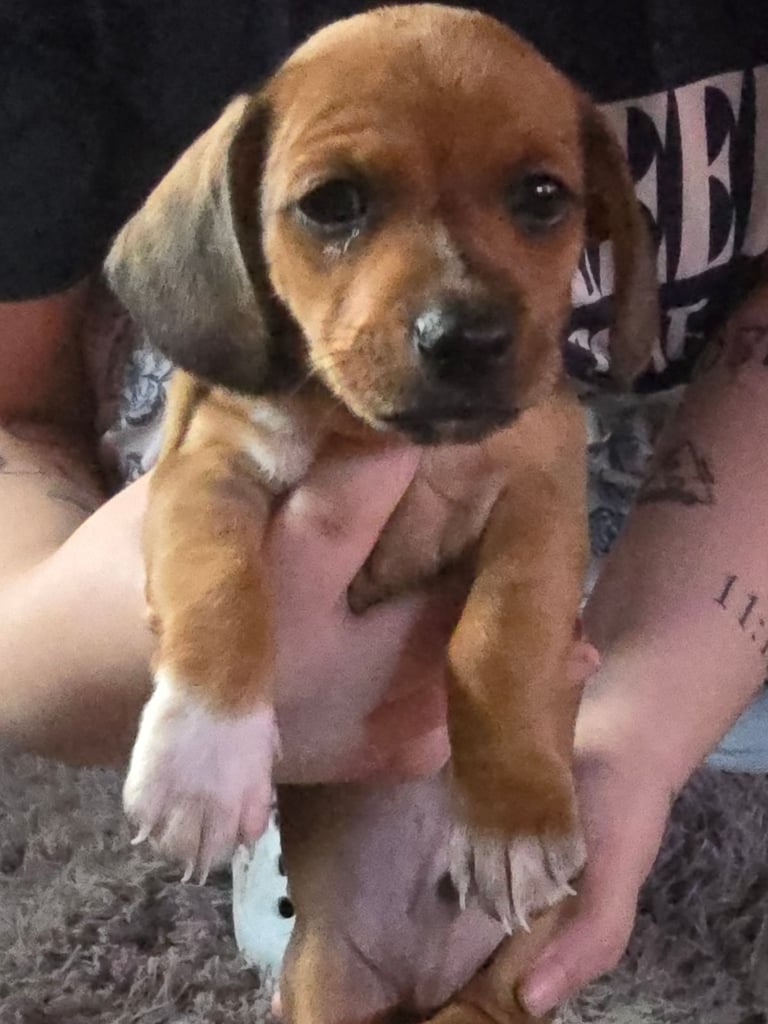 Miniature daushaund x Terrier cross puppies