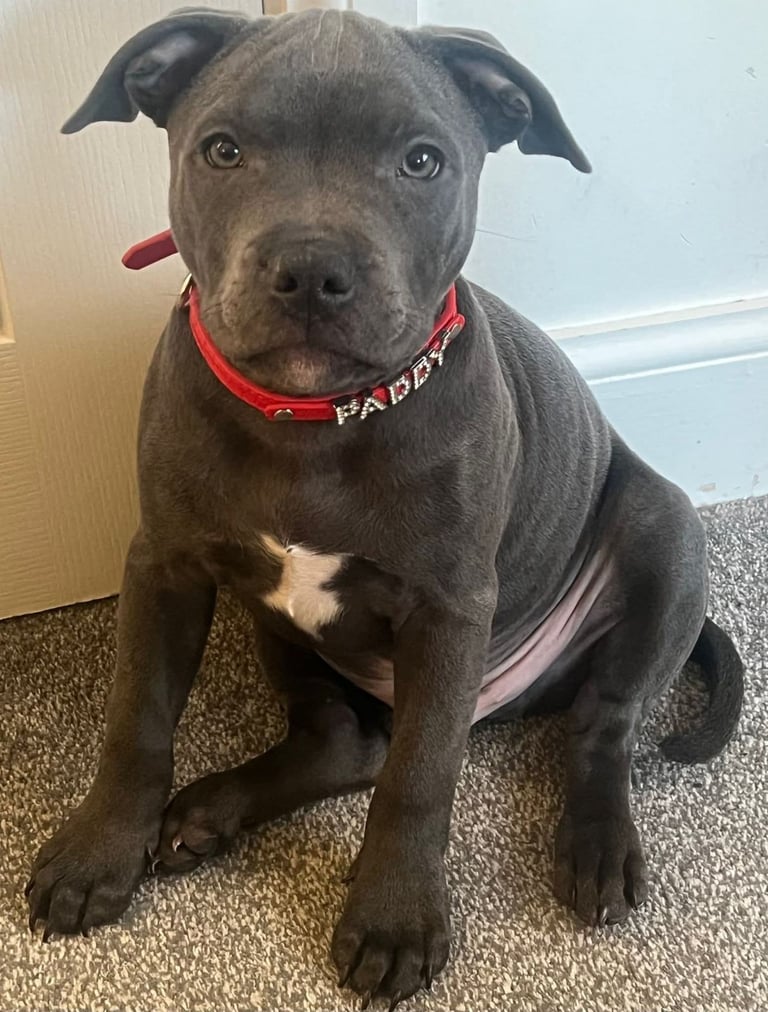 Kc reg blue Staffordshire bull terrier 