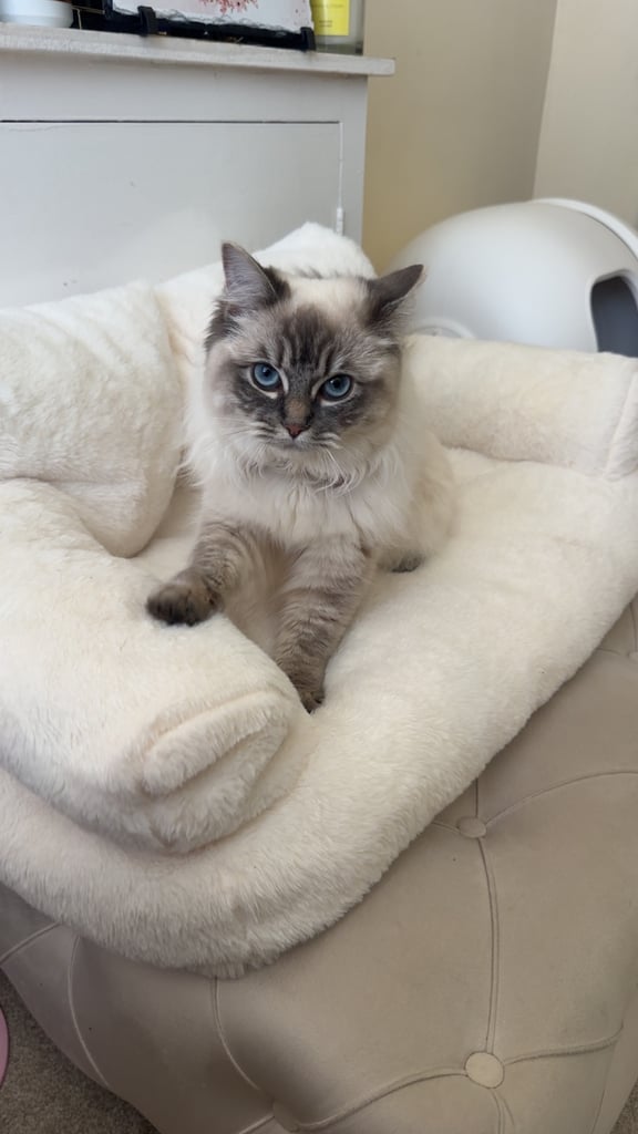 2 x ragdoll cats available. £750 each