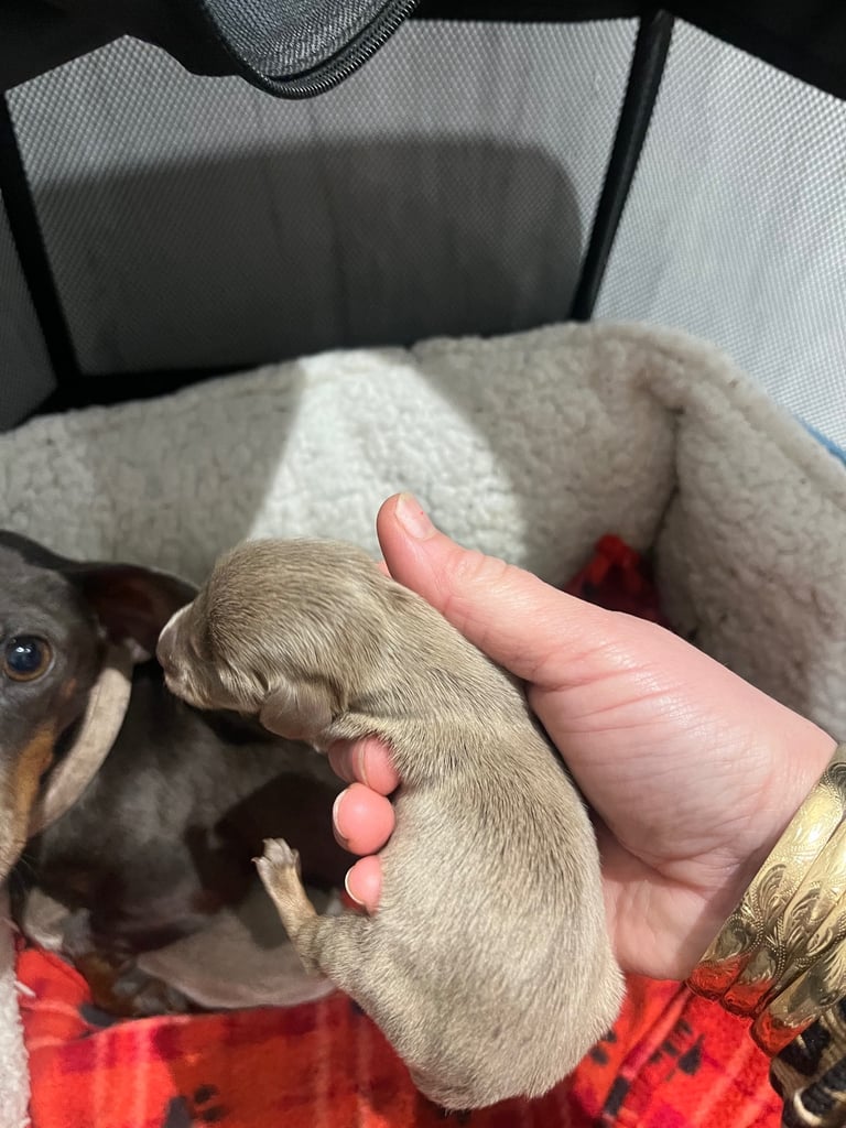 Dachshund miniature puppies 
