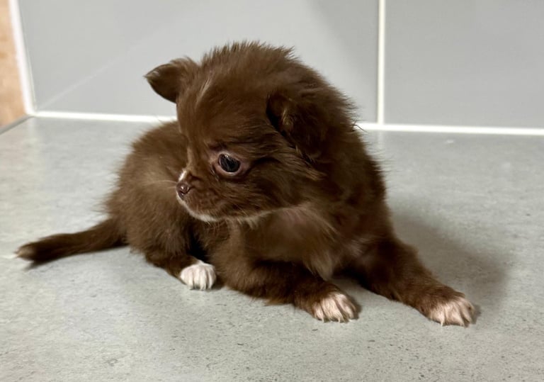  2 tiny female chihuahuas 