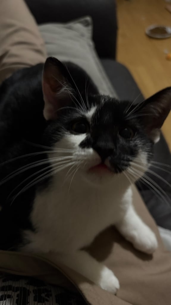 🐾 Kittens for Sale – Ready for New Homes ASAP 🐾