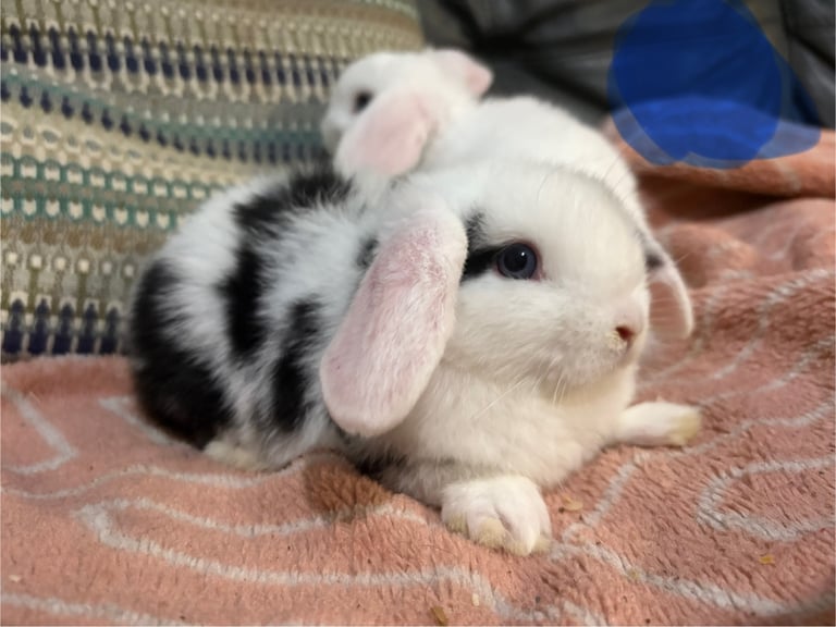 8 mini lop babies 