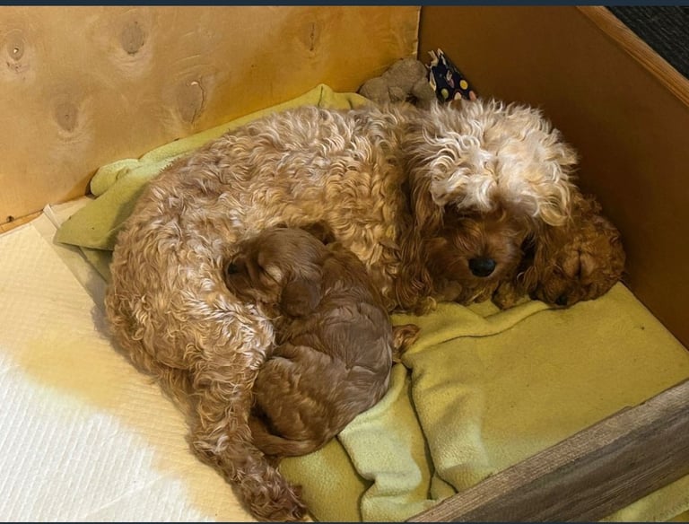 Cute Cavapoo Puppy Girl 