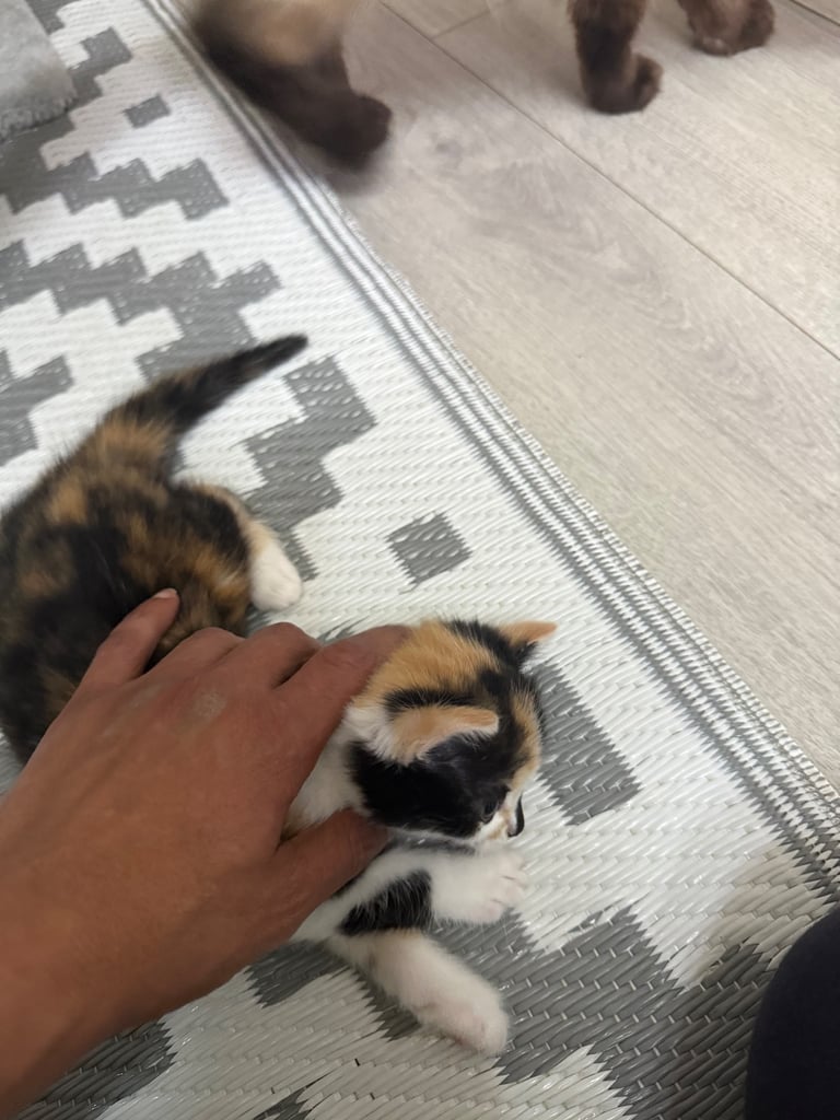 Male Half ragdoll kitten, looking for a lovely caring home