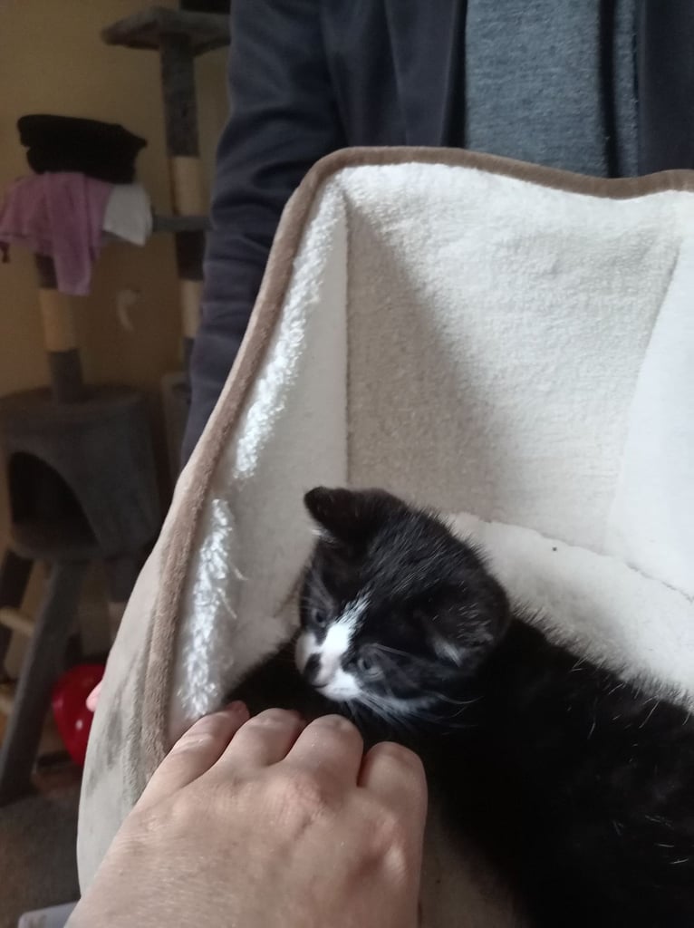 Black & White kitten