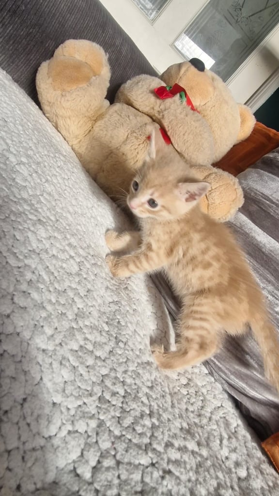 8 week old kittens 