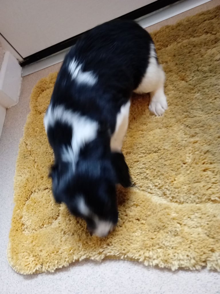 Cocker spaniels