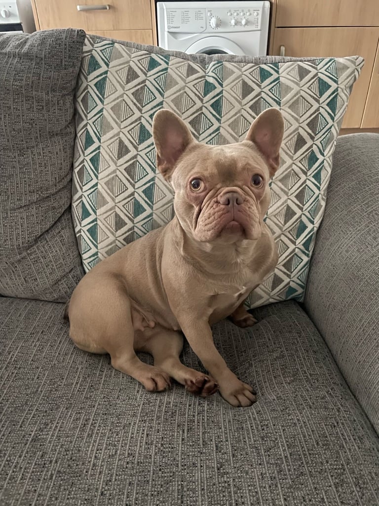 French bull dog 