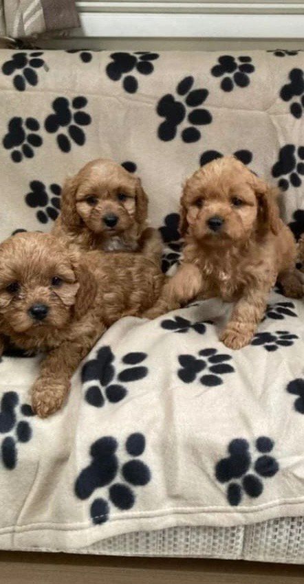 Cavapoo