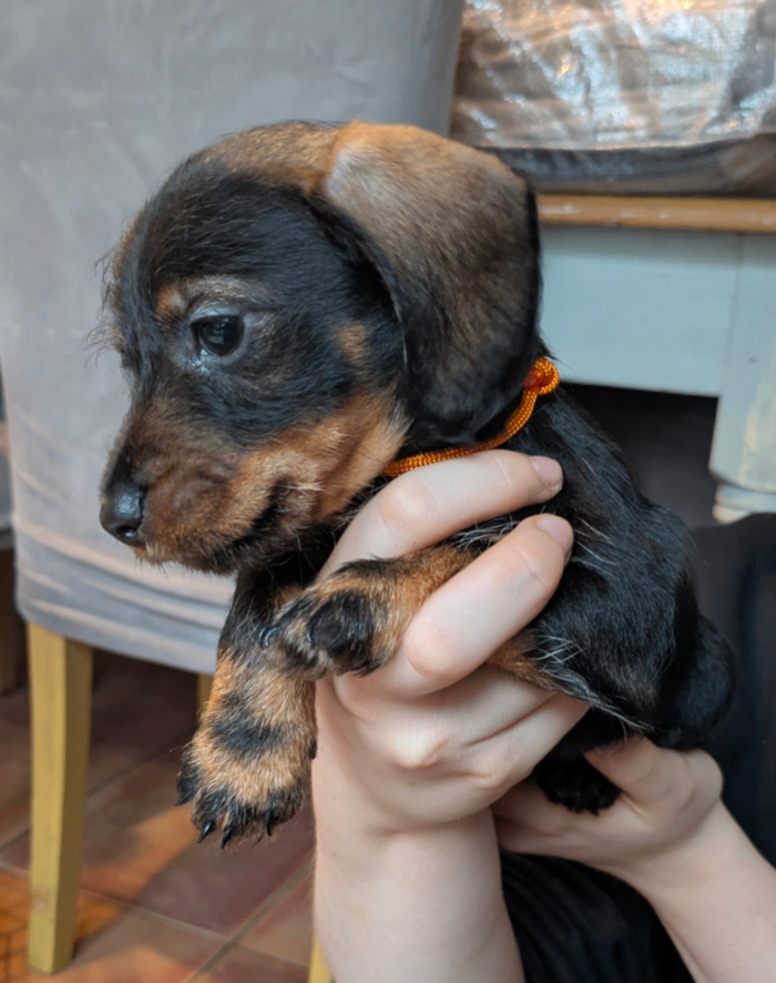 Wire X smooth mini dachshund pups