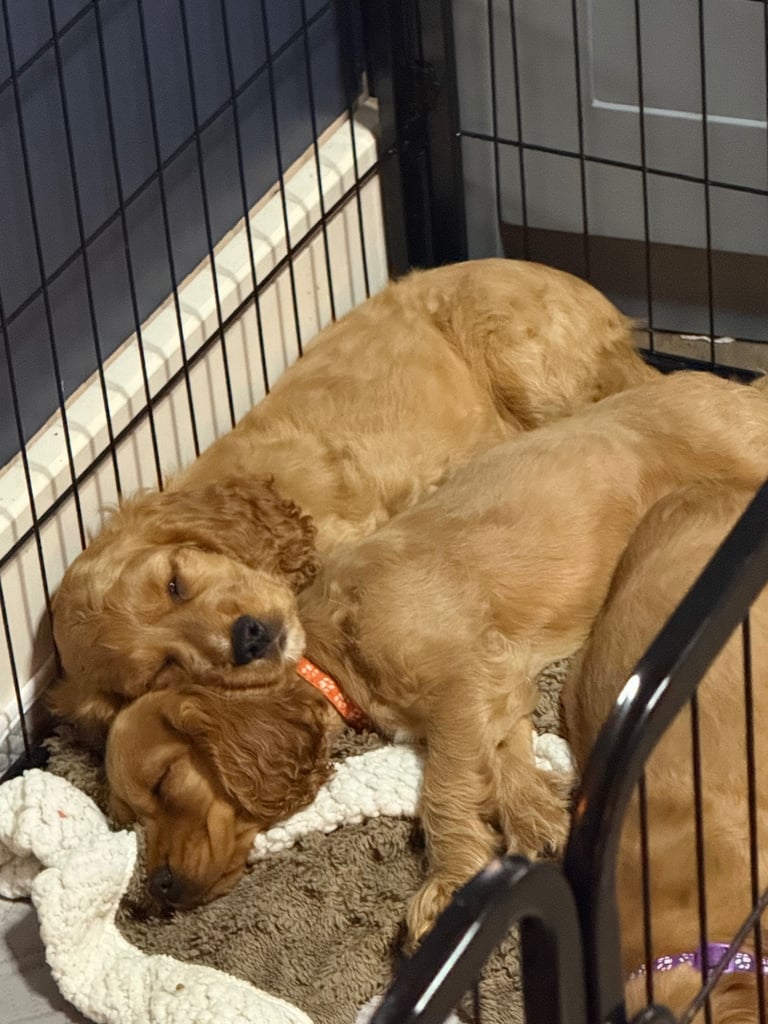 Ready to go! 1 beautiful show cocker spaniel for sale