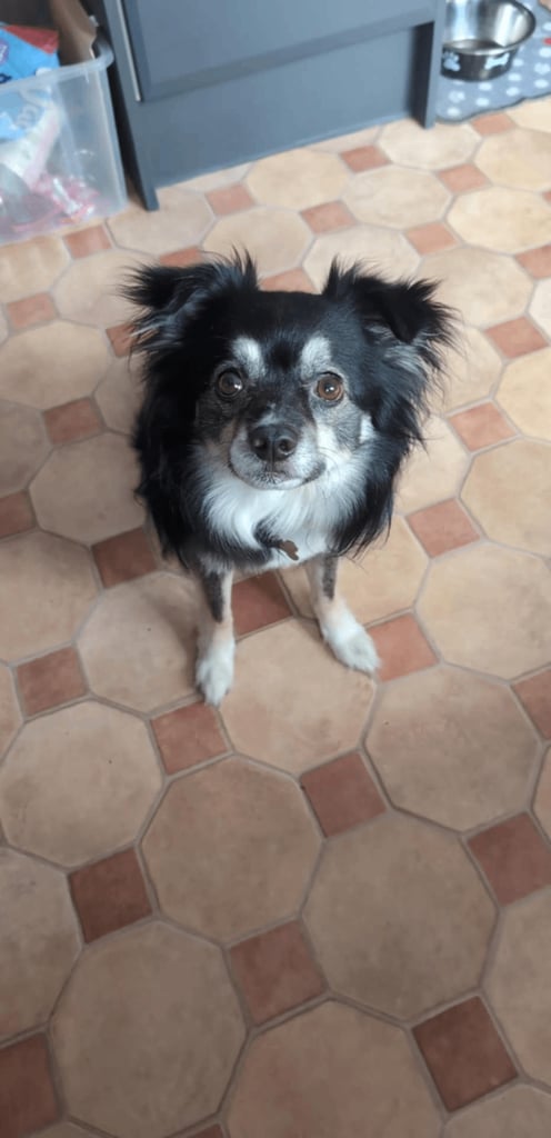 image for Male Japanese Spitz cross male