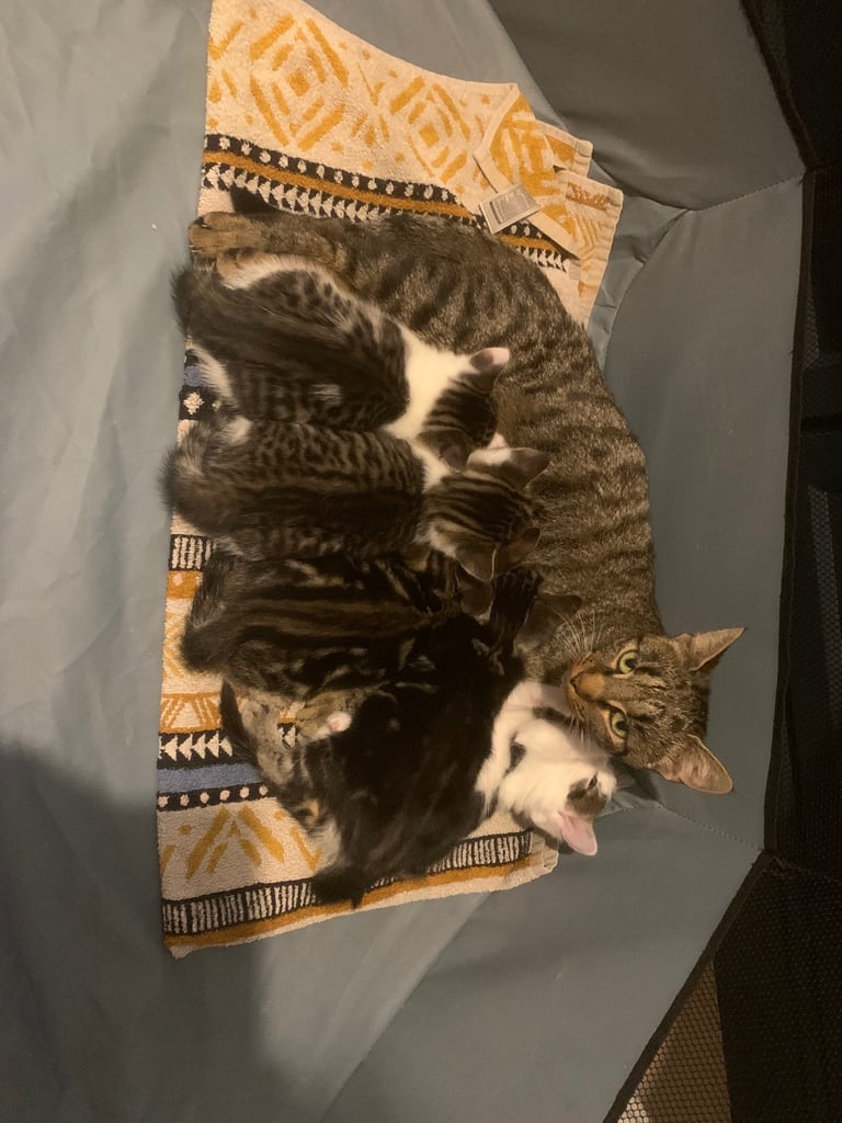 Traditional short hair kittens 