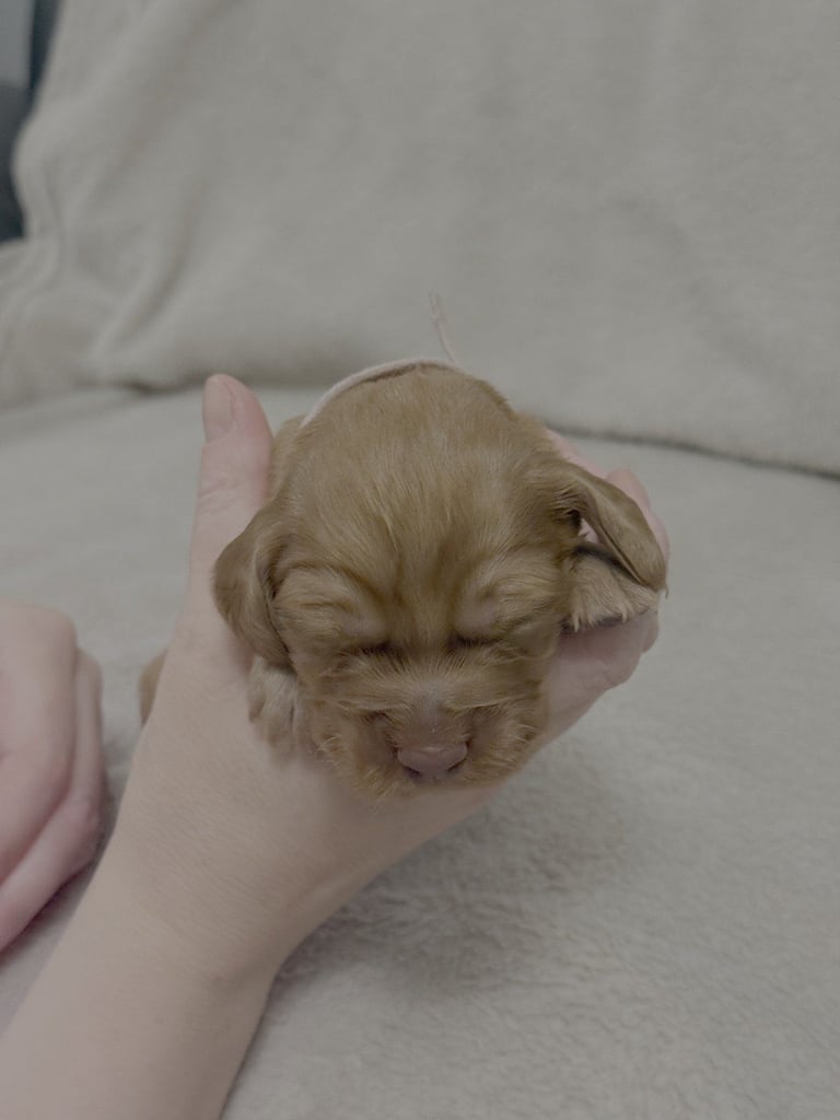 Cocker spaniel puppies for sale
