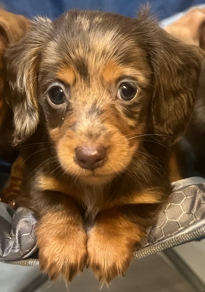 image for Miniature dachshund 