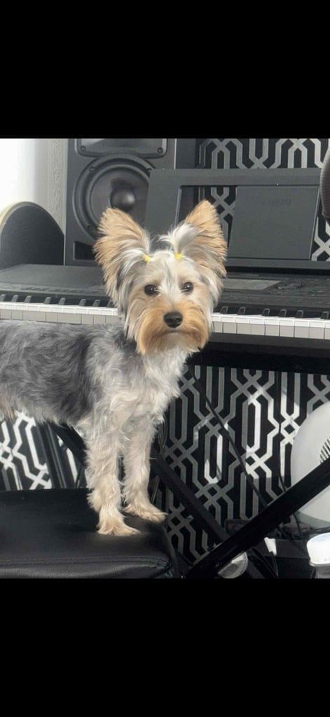 Yorkshire terrier 