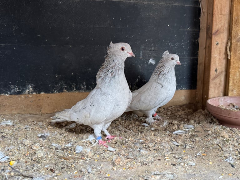 Iranian Pigeons For Sale