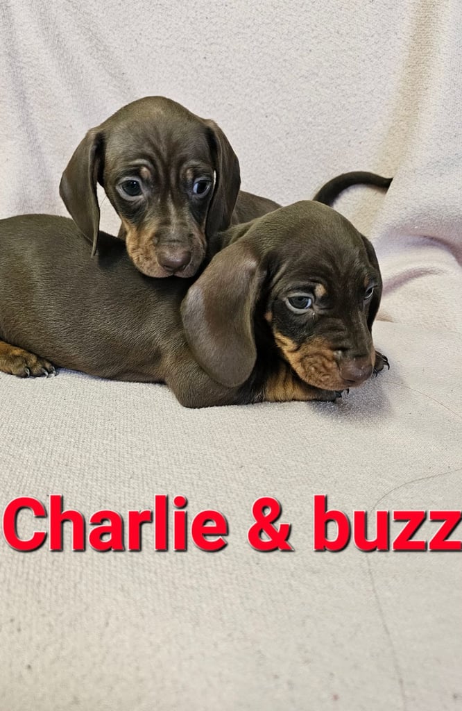 image for Dachshund puppies