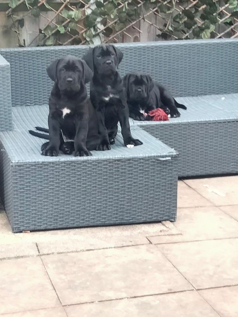 Cane Corso puppies black 2/11/25 one girl and one boy left