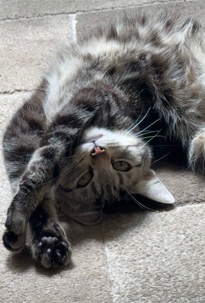 Affectionate cute Cat in need of a new home 