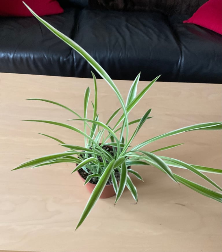 image for FANTASTIC CONDITION MEDIUM SIZED SPIDER PLANT (Chlorophytum Comosum Vittatum)