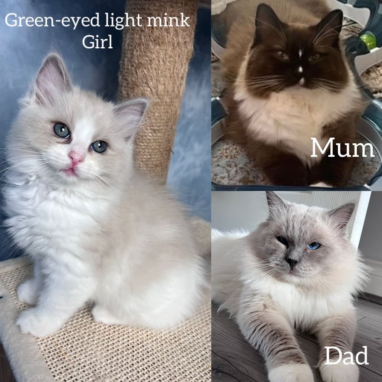 Super Rare green-eyed light mink ragdoll girl Ready now