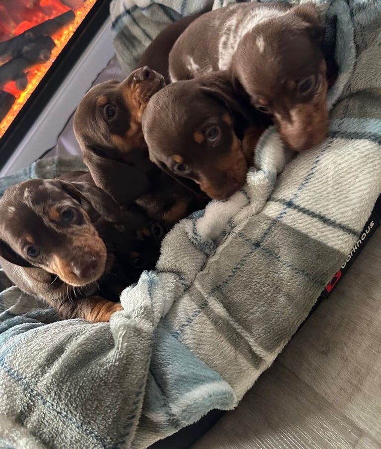Miniature dachshund puppies *READY TO LEAVE*